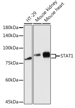 STAT1 Rabbit pAb