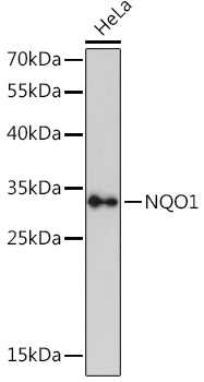 NQO1 Rabbit pAb