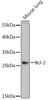 Bcl-2 Rabbit pAb