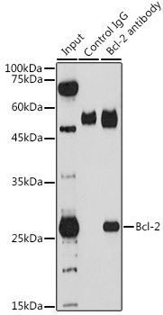 Bcl-2 Rabbit pAb