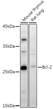 Bcl-2 Rabbit pAb