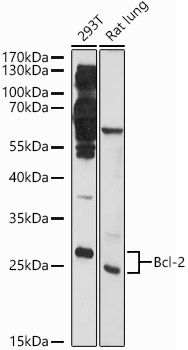 Bcl-2 Rabbit pAb