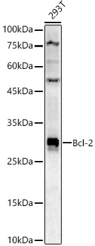 Bcl-2 Rabbit pAb