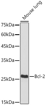 Bcl-2 Rabbit pAb