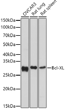 Bcl-XL Rabbit pAb