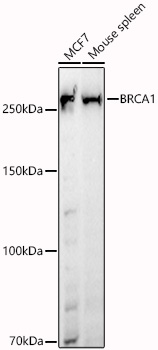 BRCA1 Rabbit pAb