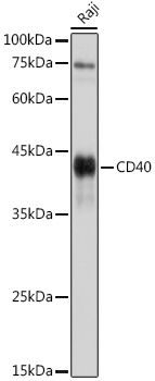 CD40 Rabbit pAb