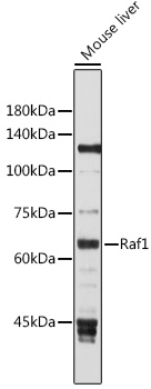 Raf1 Rabbit pAb