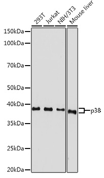 p38 MAPK Rabbit pAb