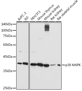 p38 MAPK Rabbit pAb