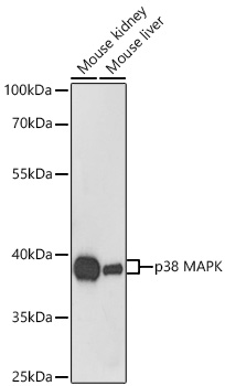 p38 MAPK Rabbit pAb