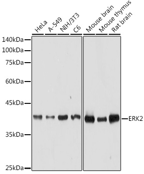 ERK1 / ERK2 Rabbit pAb