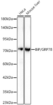 BiP/GRP78 Rabbit pAb