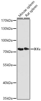 IKKε Rabbit pAb