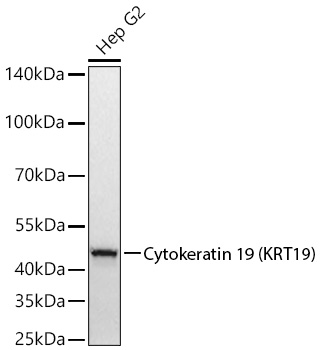 Cytokeratin 19 (KRT19) Rabbit PolymAb®