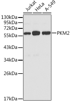 PKM2 Rabbit pAb