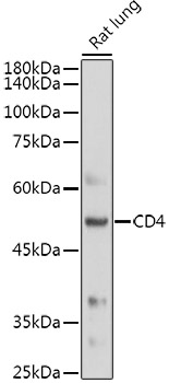 CD4 Rabbit pAb