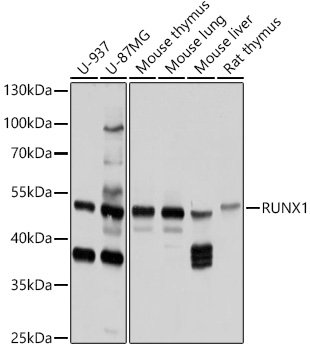 RUNX1 Rabbit pAb