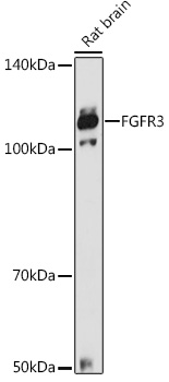 FGFR3 Rabbit pAb