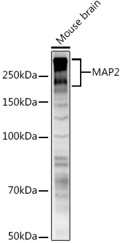 MAP2 Rabbit pAb