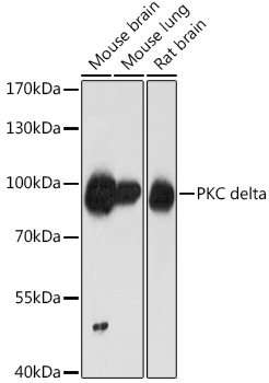 PKC delta Rabbit pAb