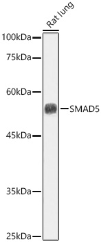 Smad5 Rabbit pAb