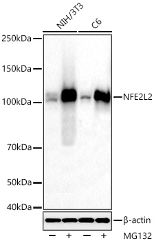 NRF2 Rabbit PolymAb®