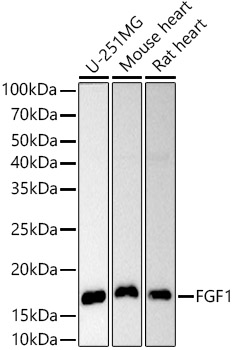 FGF1 Rabbit pAb