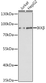 IKKβ Rabbit pAb