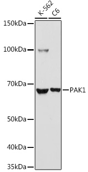 PAK1 Rabbit pAb