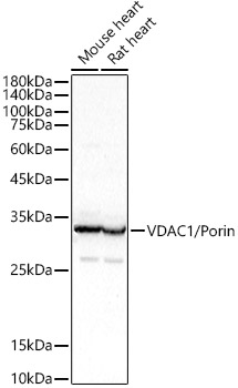 VDAC1 / Porin Rabbit pAb