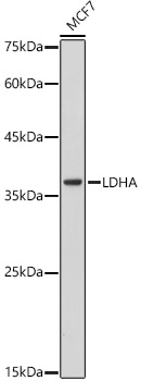 [KO Validated] LDHA Rabbit mAb