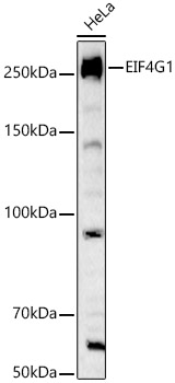 EIF4G1 Rabbit pAb