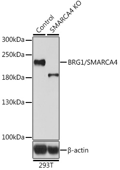 [KO Validated] BRG1/SMARCA4 Rabbit pAb