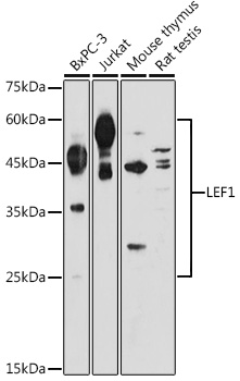 LEF1 Rabbit pAb