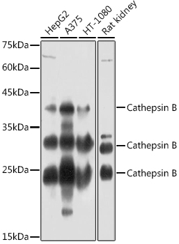 Cathepsin B Rabbit pAb