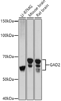 GAD65/GAD2 Rabbit pAb