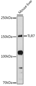 TLR7 Rabbit pAb