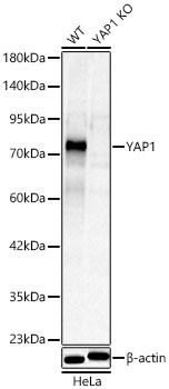 YAP1 Rabbit pAb