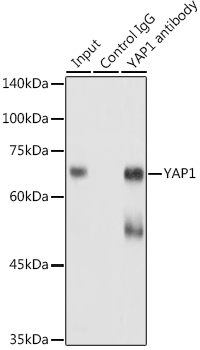 YAP1 Rabbit pAb