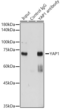 YAP1 Rabbit pAb