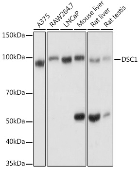 DSC1 Rabbit pAb