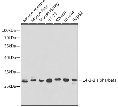 14-3-3 alpha/beta Rabbit pAb