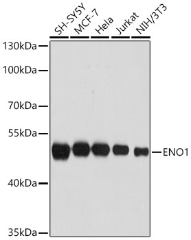 ENO1 Rabbit pAb