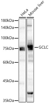 GCLC Rabbit pAb