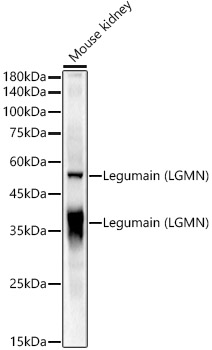 Legumain (LGMN) Rabbit pAb