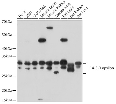 14-3-3 epsilon Rabbit pAb