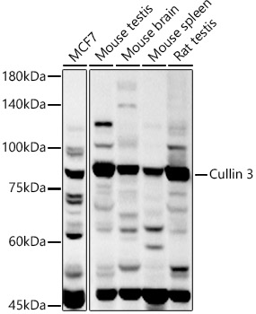 Cullin 3 Rabbit pAb