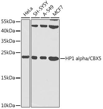 HP1 alpha/CBX5 Rabbit pAb