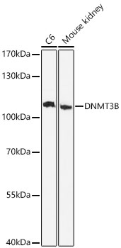 DNMT3B Rabbit pAb